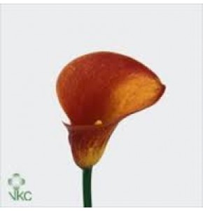 ΚΑΛΛΑ  ΠΟΡΤΟΚΑΛΙ  CALLA TREASURE